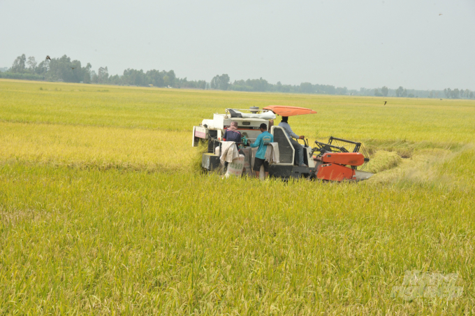 Một số địa phương gieo sạ sớm nông dân đã bước vào vụ thu hoạch rộ lúa HT 2020, năng suất tương đối cao… Ảnh: Hoàng Vũ.