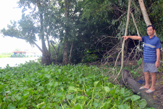 Sở TN&MT Tây Ninh cho rằng, bèo tây phát triển mạnh là một trong những nguyên nhân gây ô nhiễm. Ảnh: Trần Trung.