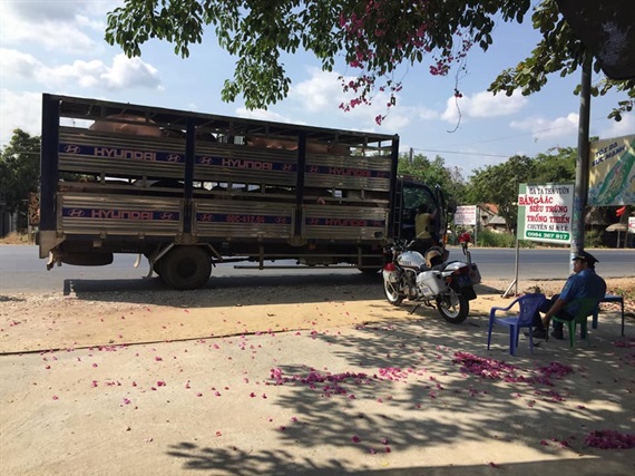 Bình Thuận tăng cường công tác kiểm tra, kiểm soát các trường hợp vận chuyển lợn, sản phẩm lợn không đảm bảo an toàn làm lây lan dịch bệnh. Ảnh: KS.