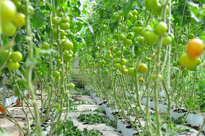 Sản xuất cà chua công nghệ cao tại Lâm Đồng. Ảnh: Minh Hậu.