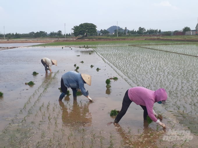 Nghề cấy thuê đang được xem là 'hot' với nông dân ngoại thành Hà Nội vì mỗi ngày có thể kiếm được nửa triệu đồng. Ảnh: Trần Hồ.