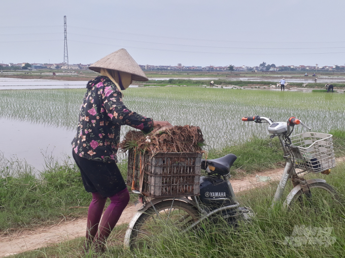 Dù nhiều tuổi, một số nông dân Phúc Thọ vẫn miêt mài đi cấy thuê kiếm thêm thu nhập. Ảnh: Trần Hồ.