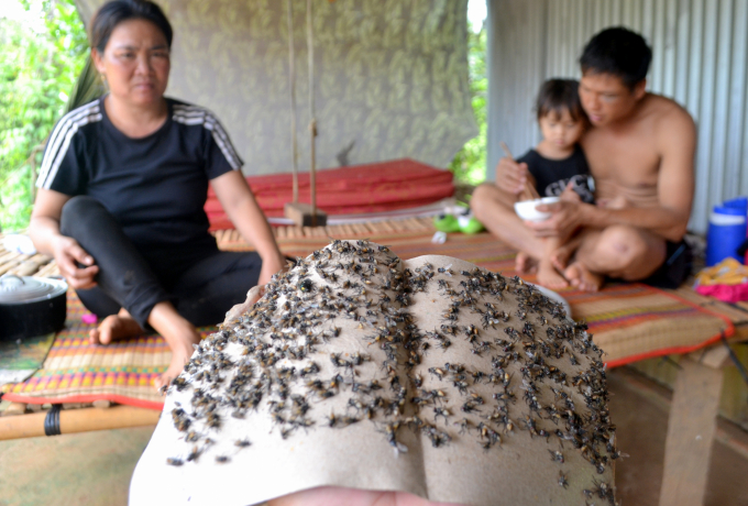 Hàng loạt trại heo gây ô nhiễm nặng dẫn đến hệ lụy nhiều hộ dân Bù Đốp phải sống chung với ruồi. Ảnh: Trần Trung.