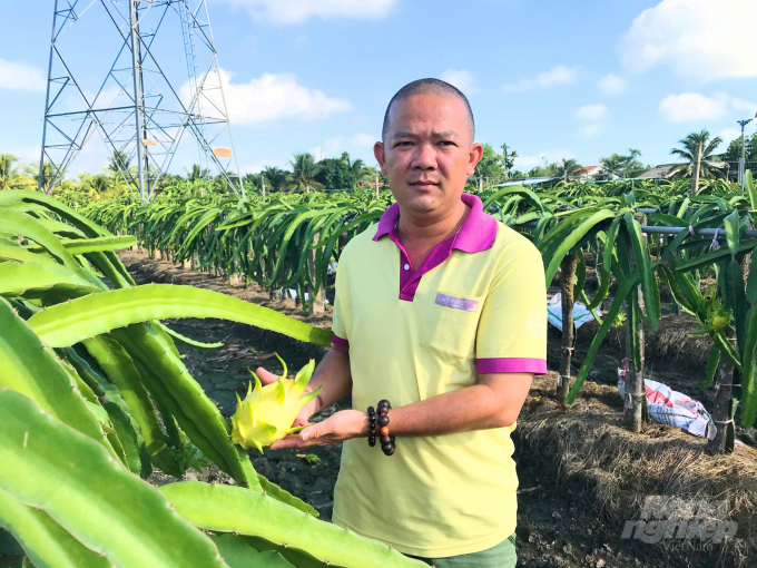 Mô hình trồng thanh long vàng của anh Lê Huy Bình ở huyện Chợ Gạo, tỉnh Tiền Giang cho thu nhập cao. Ảnh: Minh Đảm.