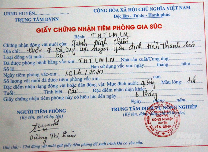 Bò được tiêm phòng (theo giấy chứng nhận này), chỉ sau 3 ngày đã được cấp cho người dân. Ảnh: Võ Dũng.