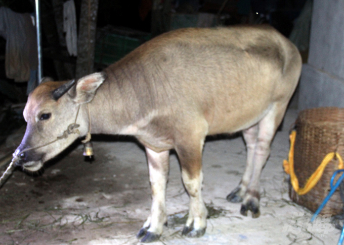 Người dân xã Trí Nang lo lắng vì bò dự án đã lây bệnh sang hàng chục trâu bò địa phương. Ảnh: Võ Dũng.