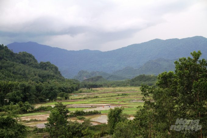 Tỉnh Thừa Thiên- Huế đang ổn định về độ che phủ rừng. Ảnh: Tiến Thành.