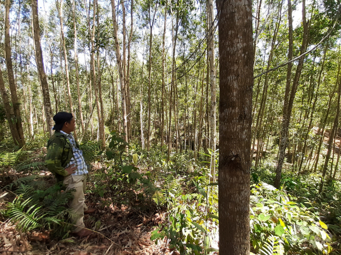 Đến nay, toàn tỉnh Thừa Thiên- Huế đã có 7.800 ha rừng được cấp chứng chỉ rừng FSC. Ảnh: Tiến Thành.
