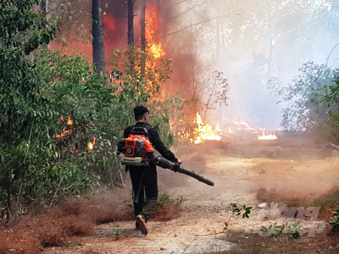 Tỉnh Thừa Thiên- Huế cũng đã xảy ra 9 vụ cháy rừng gây thiệt hại 7,76 ha rừng. Ảnh: Tiến Thành.
