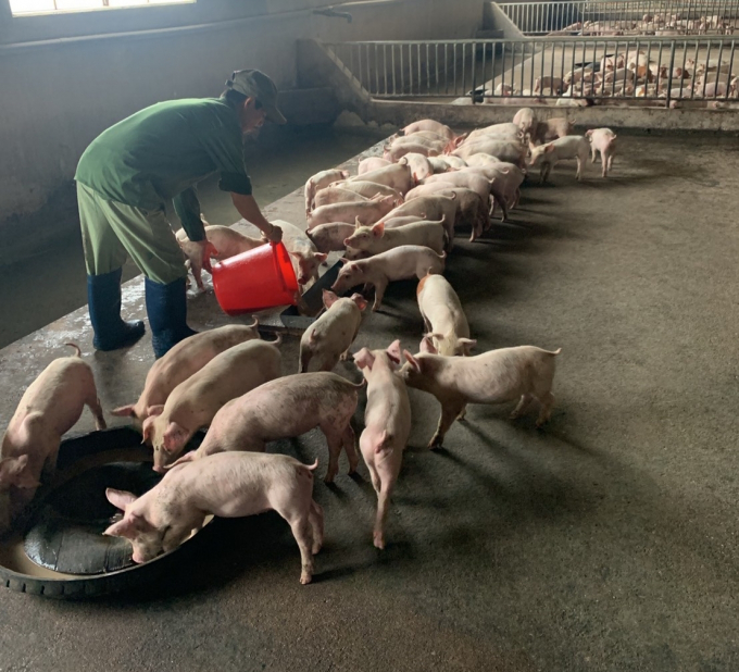 Nông dân Gia Lai đang khẩn trương tái đàn sau dịch tả lợn châu Phi. Ảnh: Đăng Lâm.