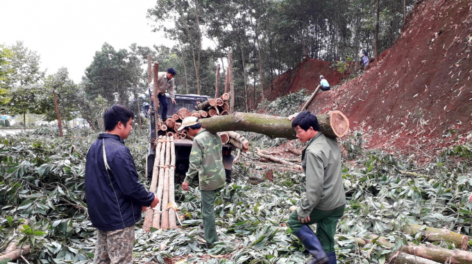 Do giá gỗ xuống thấp, việc khai thác gỗ rừng ở Tuyên Quang hiện đang bị chậm tiến độ. Ảnh: Đào Thanh.