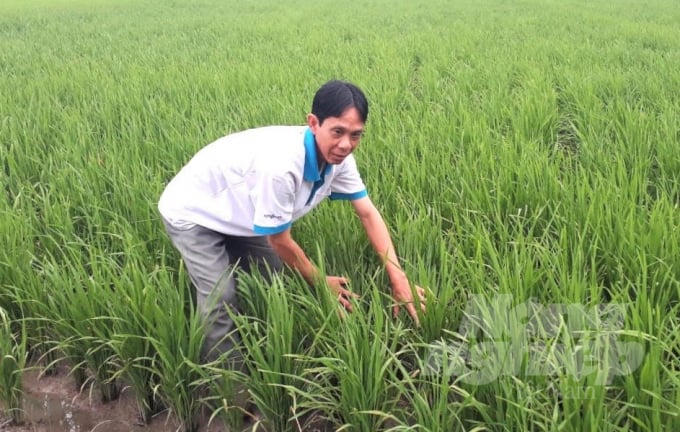 Nông dân Phan Thiện Khanh, mạnh dạn áp dụng biện pháp cấy máy, ruộng cấy sau 40 ngày, cây lúa đang phát triển tốt. Ảnh: Hữu Đức.