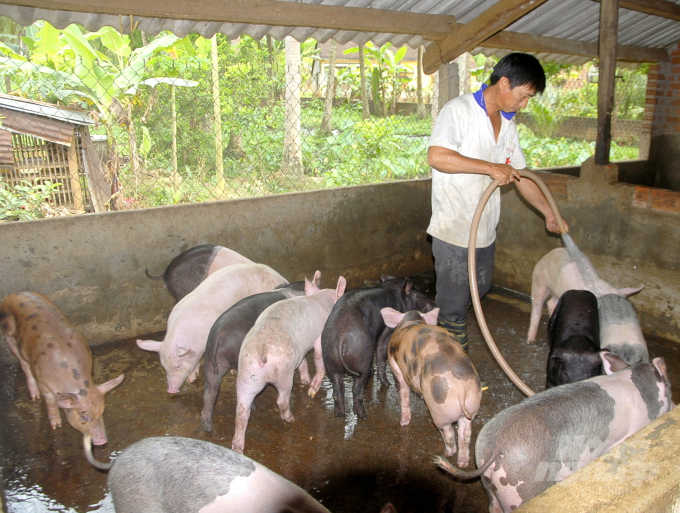 Do giá heo giống quá đắt nên người chăn nuôi ở Bình Định rất dè dặt tái đàn heo. Ảnh: Vũ Đình Thung.