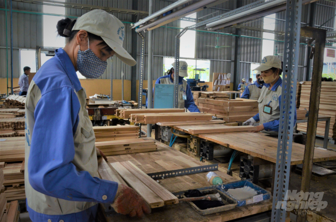 Dù phía Công ty Woodsland Tuyên Quang đã thu mua gỗ trở lại, nhưng do giá thấp, nhiều hộ dân vẫn chưa muốn bán. Ảnh: Đào Thanh.