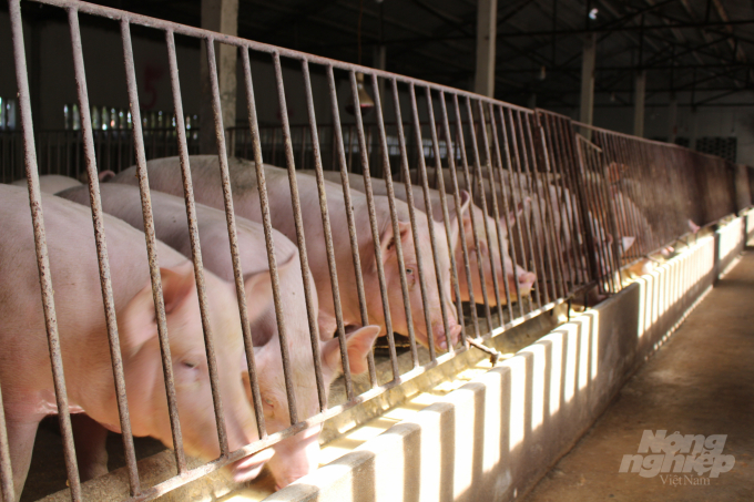 Thời gian tới, Nam Định tập trung phát triển chăn nuôi lợn theo quy mô trang trại ở các vùng đã được quy hoạch. Ảnh: Mai Chiến.