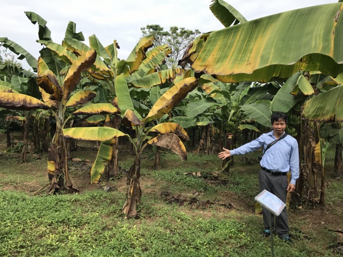 Chuyên gia Viện Nghiên cứu Rau quả kiểm tra một vườn chuối tiêu bị nhiễm bệnh héo vàng tại huyện Lâm Thao (Phú Thọ) hồi cuối năm 2019. Ảnh: FAVRI.