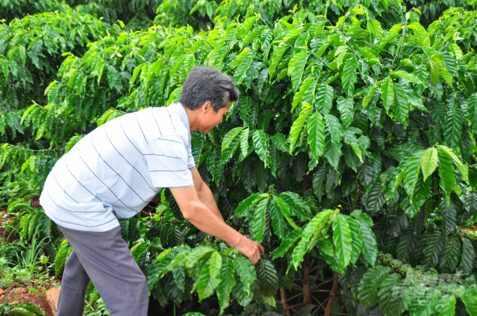 Sau 3 năm tái canh, vườn cà phê của gia đình ông Nguyễn Xuân Vinh ở xã Tân Nghĩa, huyện Di Linh, Lâm Đồng cho trái đầy cành. Ảnh: Minh Hậu.
