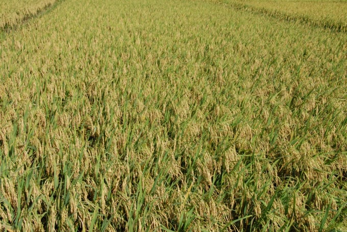 Hằng năm, Doseco xuất bán từ 5.000 - 6.000 tấn lúa giống các loại chất lượng cao ra ngoài thị trường, đều được bà con nông dân đón nhận. Ảnh: Ngọc Trinh.