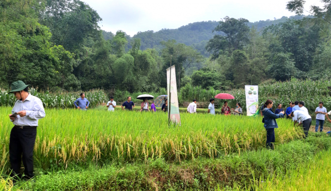 Đại biểu tham quan ruộng lúa lai LY2099 tại Bình Gia, Lạng Sơn.