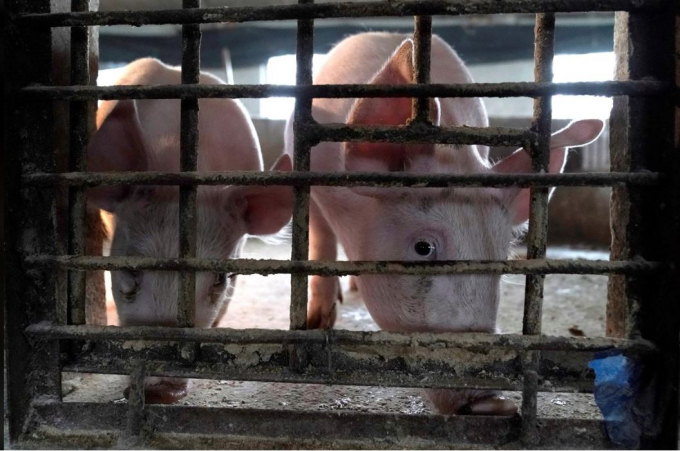 Hai cá thể lợn ở một trang trại thuộc tỉnh Hà Nam, Trung Quốc. Ảnh: Xinhua.