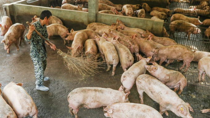 Nhiều trang trại Trung Quốc muốn lai tạo những giống lợn lớn, có thể lên tới 150kg một con, rồi mới xuất chuồng. Ảnh: Xinhua.