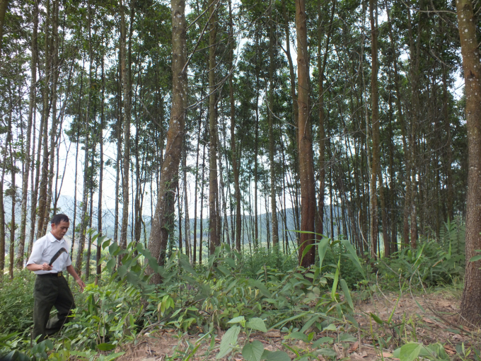 Bệnh chết héo đang có nguy cơ đe dọa đối với hàng triệu hecta rừng keo của cả nước. Ảnh: Lê Bền