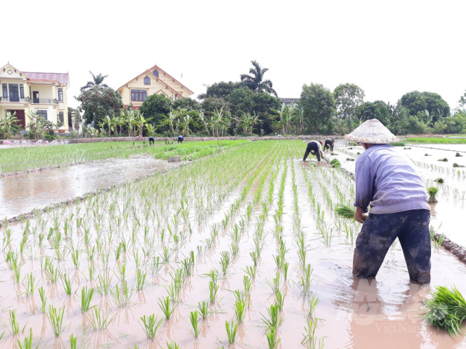 Nông dân Nam Định cấy lúa vụ mùa. Ảnh: Mai Chiến.
