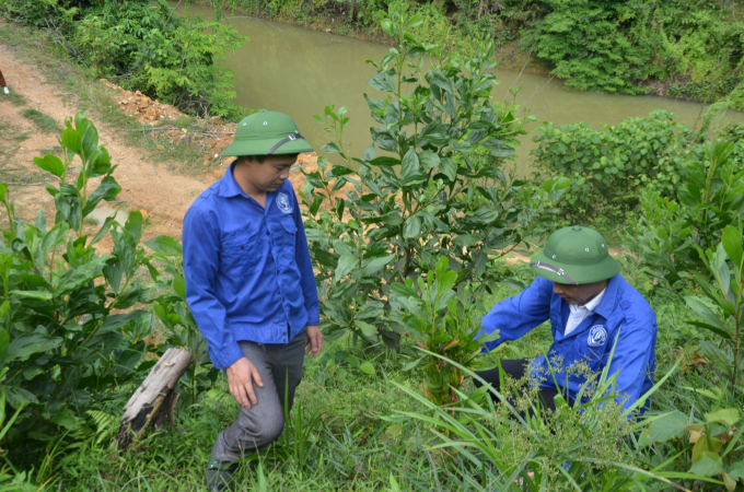 Đã có khoảng 100 ha rừng keo ở Chiêm Hóa bị nhiễm bệnh, mật độ cây bị bệnh chiếm từ 10 đến 15% diện tích. Ảnh: Đào Thanh.