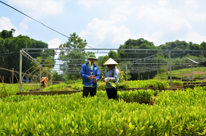 Bên cạnh việc thay thế cây trồng khác, ngành NN-PTNT Tuyên Quang cũng khuyến cáo biện pháp phòng trừ hiệu nhất với bệnh này là chọn cây giống chất lượng và có nguồn gốc rõ ràng. Ảnh: Đào Thanh.