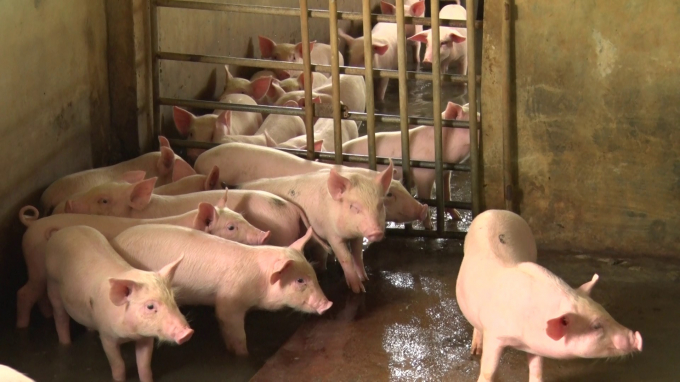 Quảng Trị đang đẩy mạnh tái đàn lợn sau khi dịch tả lợn Châu Phi được khống chế.
