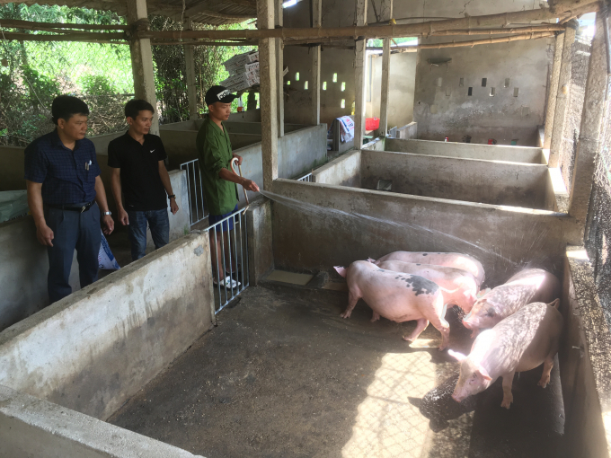 Trang trại nhà anh Nguyễn Vĩnh Phú ở thôn Mỹ Chánh, xã Hải Chánh, huyện Hải Lăng đã tái đàn lợn trở lại.