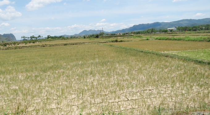 Do nước sông Gianh bị nhiễm mặn nặng nên hàng ngàn ha lúa vụ hè thu ở Quảng Bình đang bị hạn hán đe dọa. Ảnh: T.Phùng.