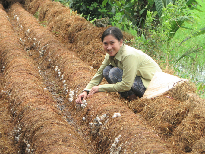 Tận dụng rơm, rạ trồng nấm sẽ tạo ra việc làm, tăng thêm thu nhập cho bà con nông dân. Ảnh: Trung Chánh.