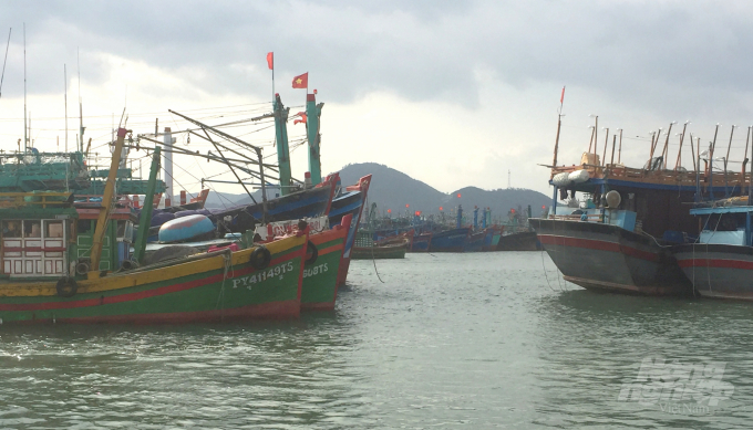 Với diện tích mặt nước hiện có, cảng cá Quy Nhơn đã chật chội so với lượng tàu cá đến 6.300 chiếc. Hậu quả là tàu cá ra vào cảng quay trở rất khó khăn. Ảnh: Vũ Đình Thung.