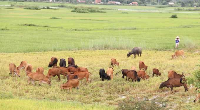 Mặc dù có nhiều lợi thế phát triển nhưng quy mô đàn bò của Đăk Lăk chủ yếu chăn nuôi ở dạng nông hộ. Ảnh: Minh Thuận.