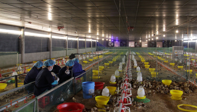Đăk lăk có tổng đàn gà trên 12 triệu con nhưng giá cả luôn thiếu ổn định. Ảnh: Minh Thuận.