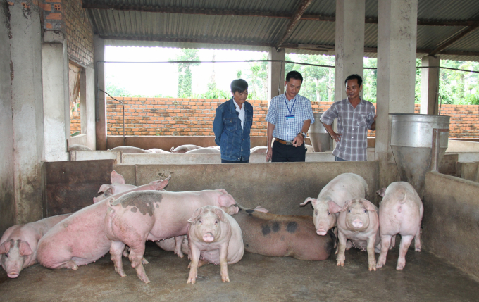 Hiện tại quy mô tổng đàn lợn của Đăk Lăk khá lớn, đạt hơn 800.000 con. Ảnh: Minh Thuận.