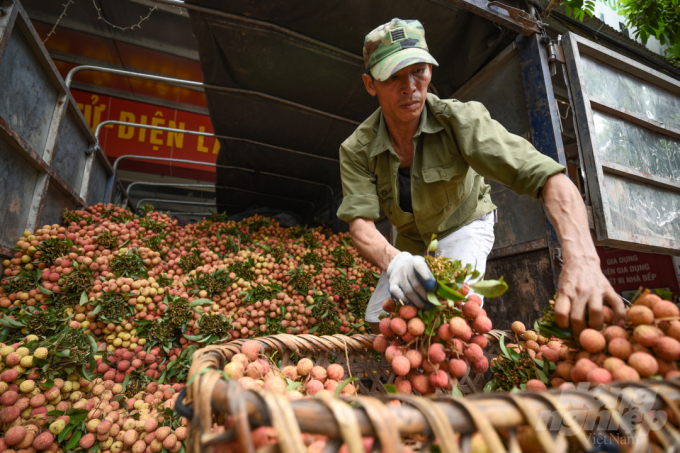 Mỗi năm, doanh thu từ cây ăn quả của Bắc Giang đạt trên 7.000 tỷ đồng/năm, trong đó thu từ vải thiều khoảng trên 4.500 tỷ/năm... Ảnh: Tùng Đinh.