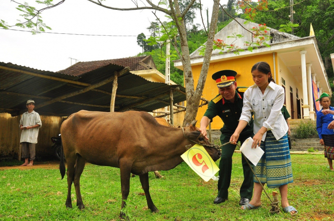 Bộ CHQS tỉnh chọn mua bò giống trao tặng bà con.