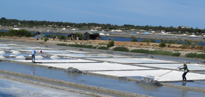 Trời nắng, ruộng bắt muối nhanh.