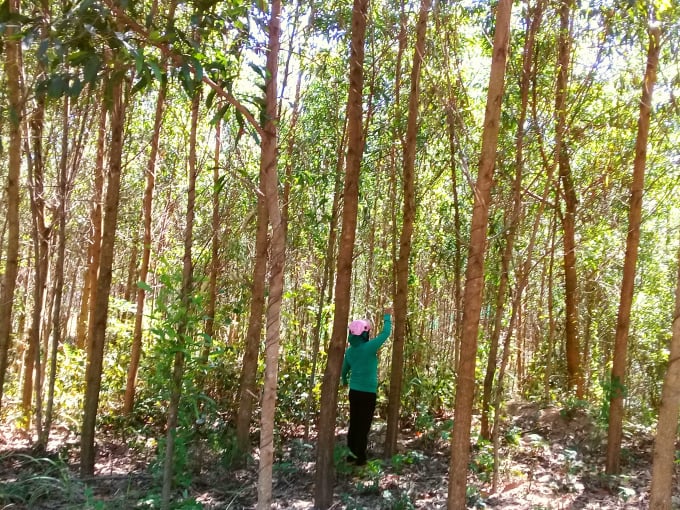 Trồng rừng thâm canh gỗ lớn giúp nâng cao năng suất, chất lượng gỗ rừng trồng.