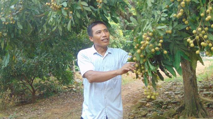 Anh Thuận cho biết hiện nay việc trồng bưởi và nhãn của gia đình anh đều được thực hiện theo quy trình VietGAP. Ảnh: Kiều Hải.