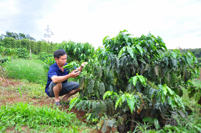 Sau 2 năm tái canh, vườn cà phê 0,5ha của gia đình ông Lưu Như Bính ở xã Nam Bình, huyện Đăk Song, Đăk Nông cho trái nhiều. Ảnh: Minh Hậu.