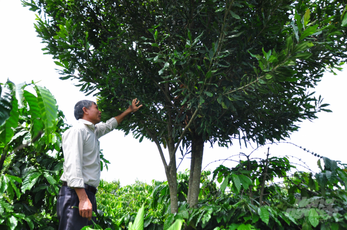 Nông dân xã Nam Hà, huyện Lâm Hà, Lâm Đồng trồng xen mắc ca trong vườn cà phê để phát triển kinh tế. Ảnh: Minh Hậu.