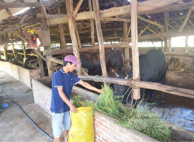 Mỗi con bò nặng 300kg mỗi năm cần ăn đến 5,5 tấn cỏ xanh. Ảnh: Vũ Đình Thung.