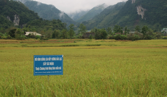 Mô hình lúa nếp hương tại xã Xuân Trường, huyện Bảo Lạc. Ảnh: Kông Hải.