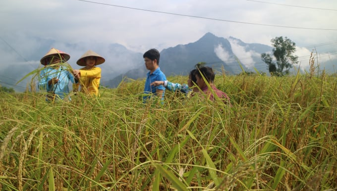 Kiểm tra chất lượng lúa nếp hương trồng tại xã Khánh Xuân, huyện Bảo Lạc. Ảnh: Kông Hải.