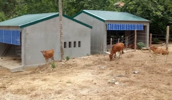 Những chuồng bò có mức giá hàng trăm triệu đã mọc lên tại bản Văng Môn, nơi có người Ơ-đu sinh sống. Ảnh: VK.