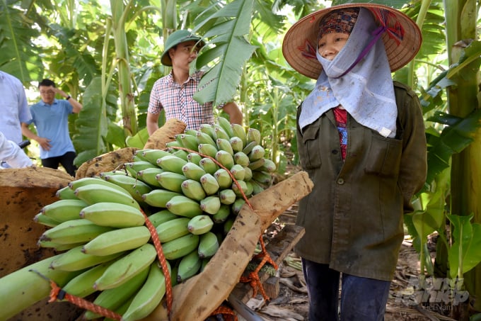 Người dân ở huyện Khoái Châu chuyển đổi nhiều diện tích trồng chuối tiêu sang chuối tây để tránh bệnh héo rũ Panama. Ảnh: Tùng Đinh.