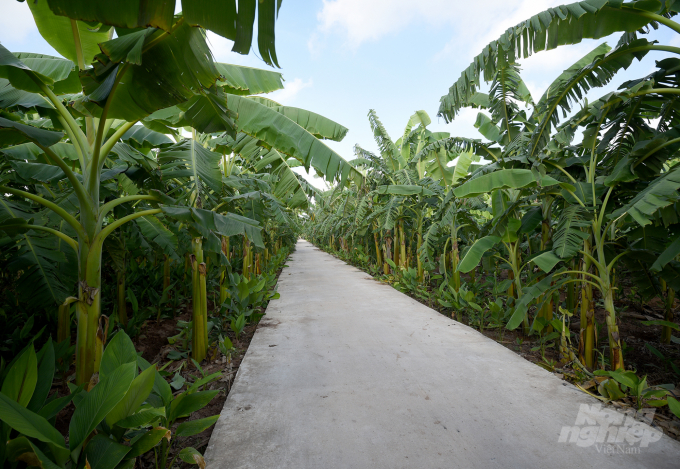 Hưng Yên hiện có hơn 2.500 ha trồng chuối, trong đó nhiều nơi đã chuyển từ chuối tiêu hồng sang chuối tra để tránh bệnh héo rũ Panama. Ảnh: Tùng Đinh.